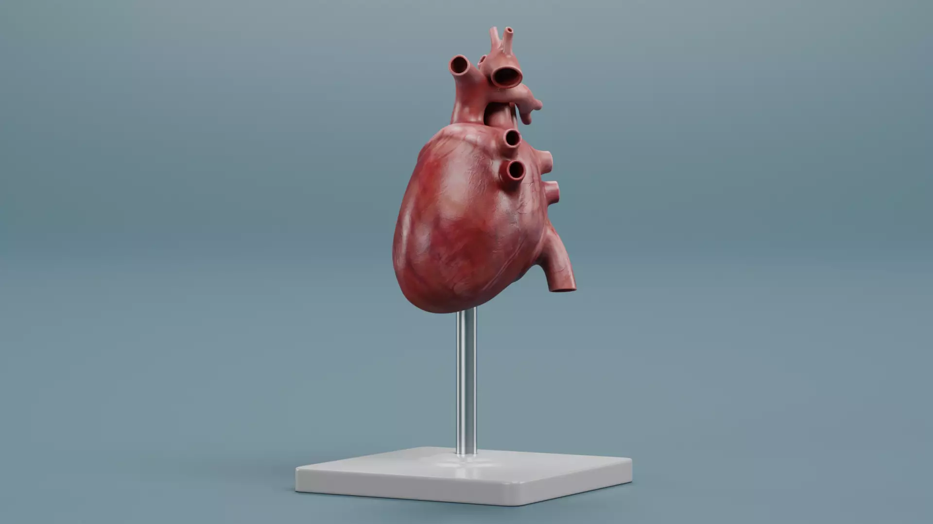 -Heart Model- Low-poly 3D model_4