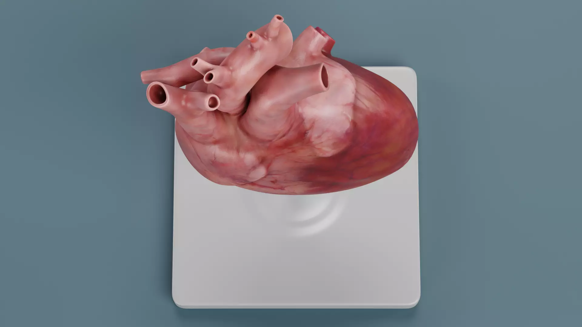 -Heart Model- Low-poly 3D model_6