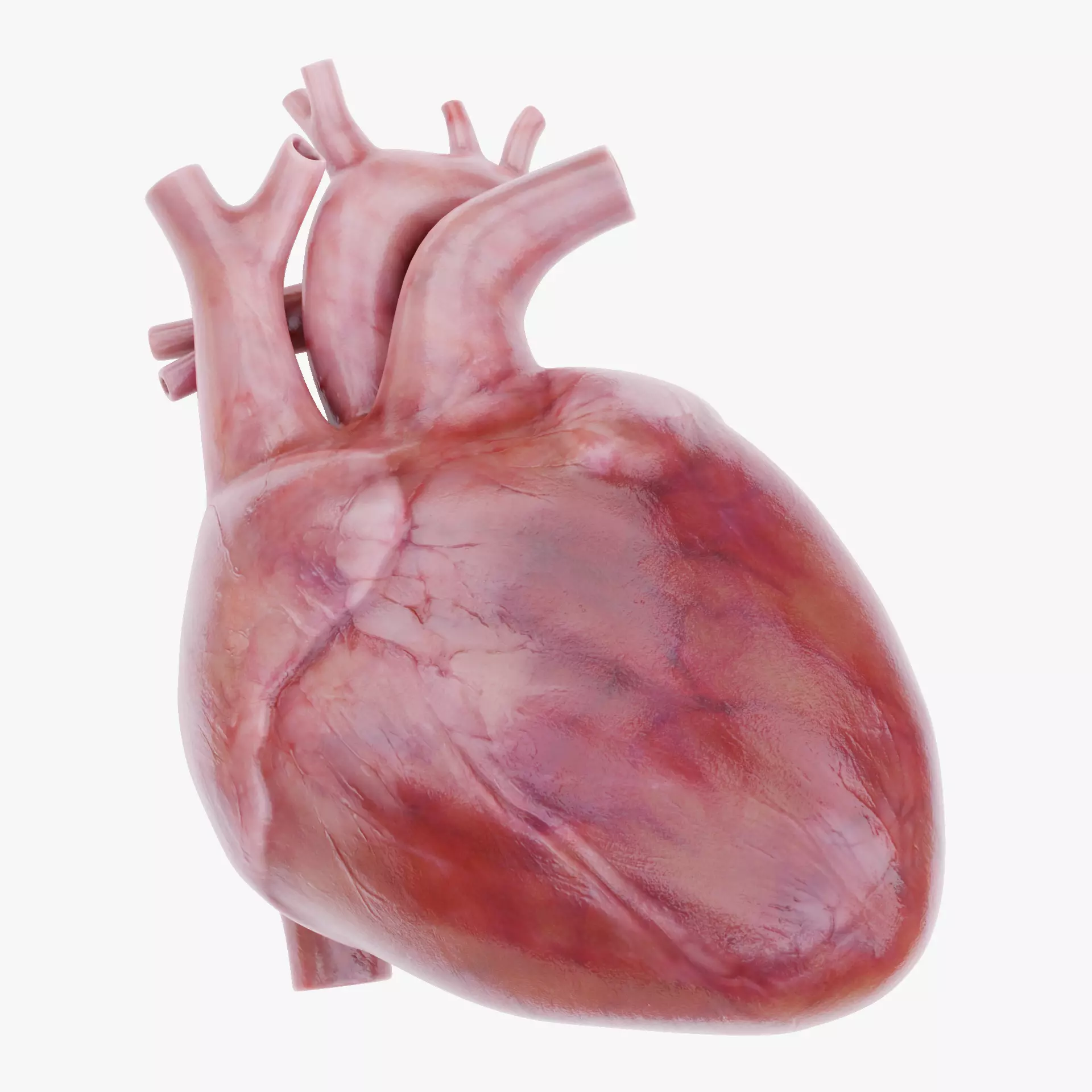 -Realistic Heart- 3D model_14