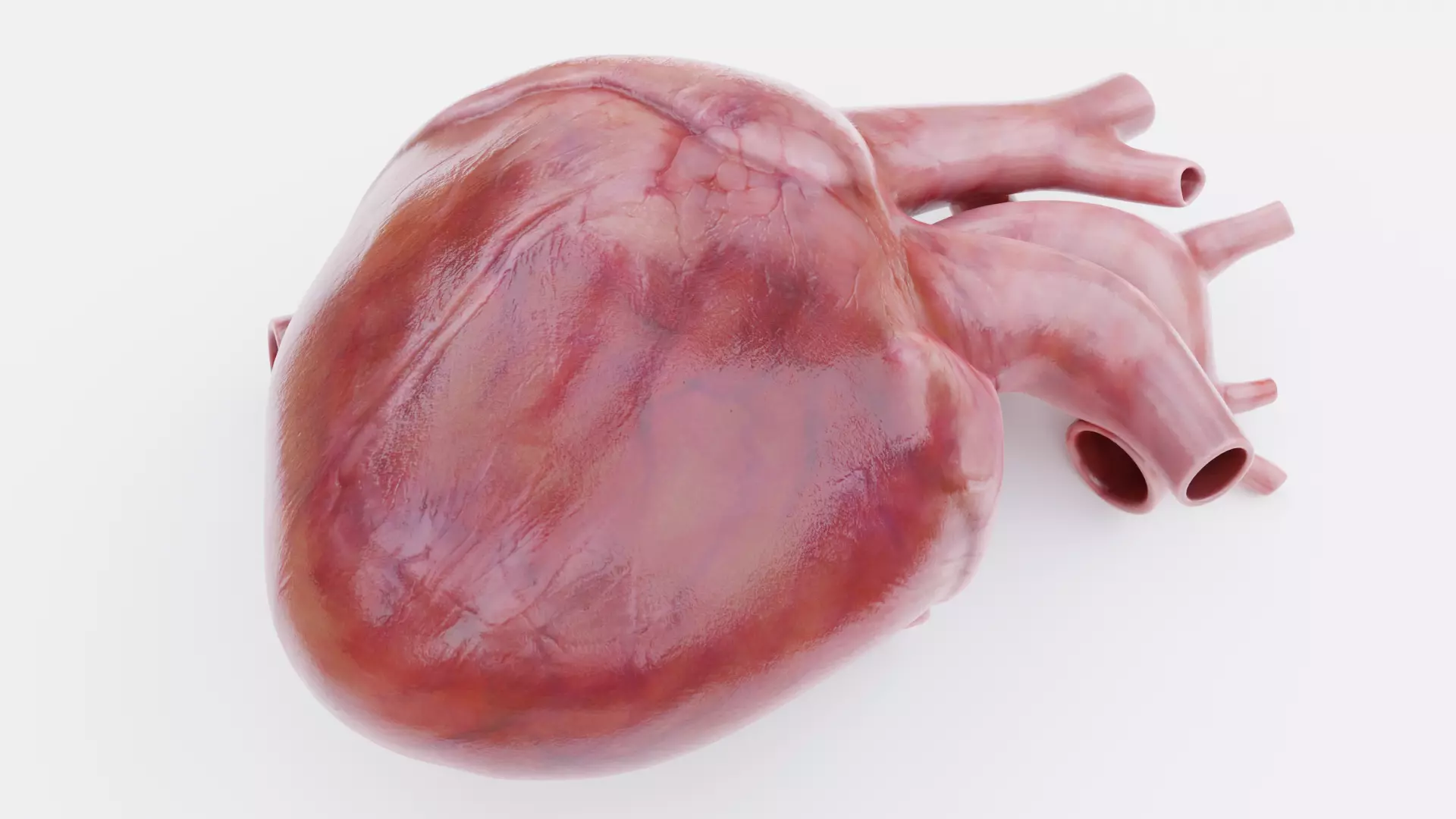 -Realistic Heart- 3D model_4