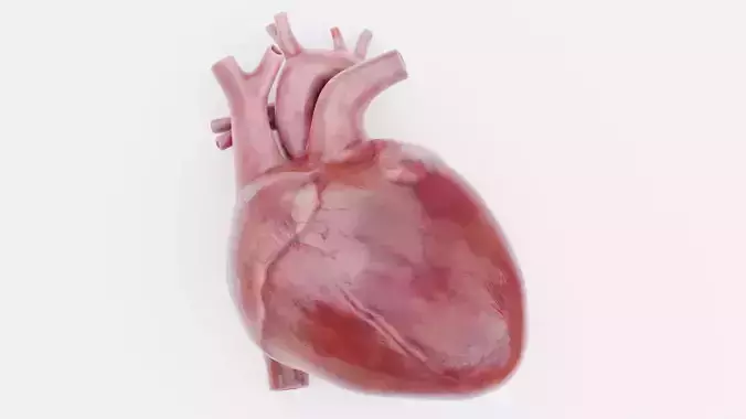 Heart - Realistic Human Anatomy