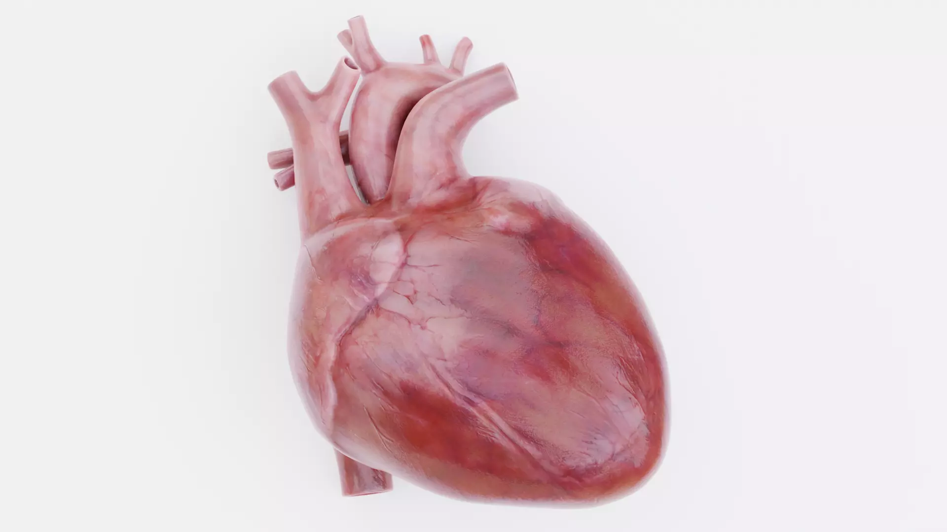 -Realistic Heart- 3D model_0