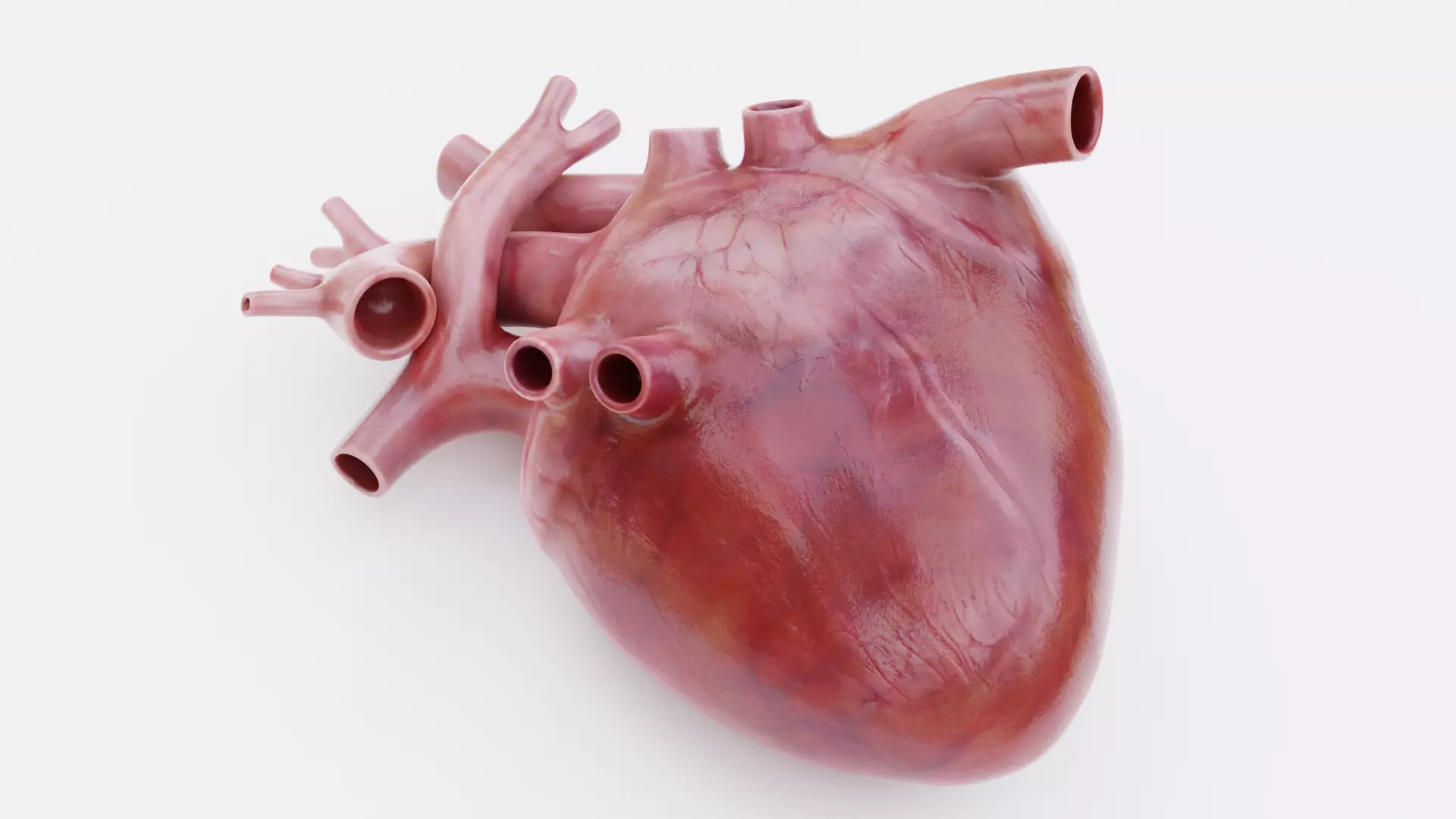 -Realistic Heart- 3D model_6