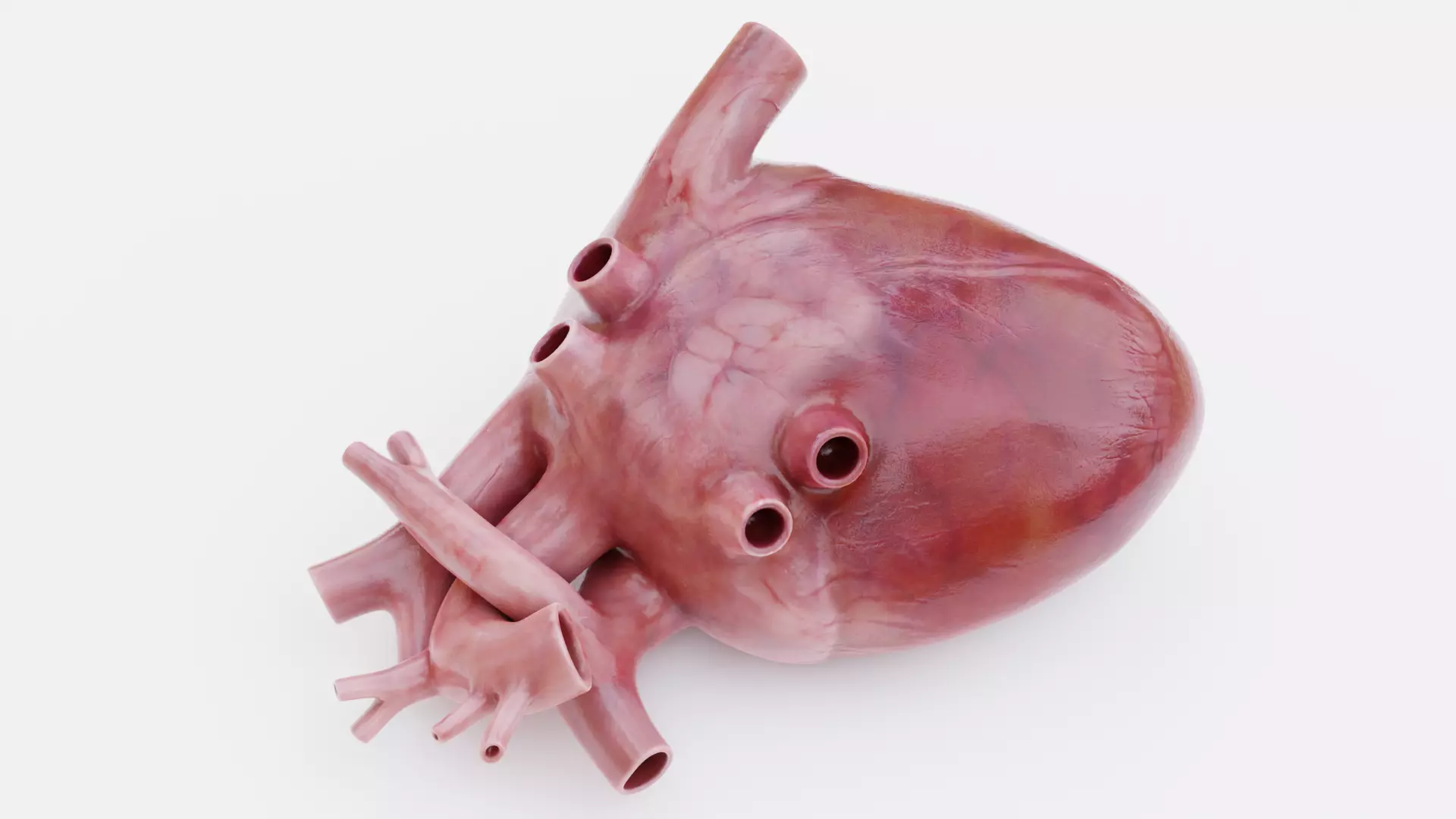 -Realistic Heart- 3D model_7