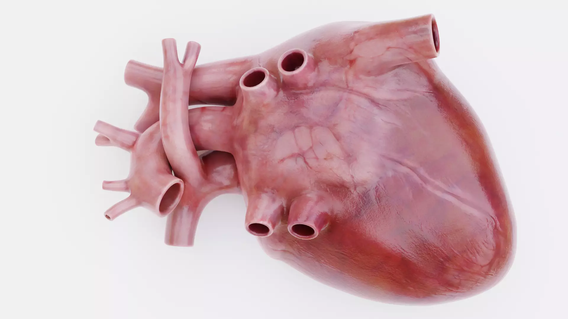 -Realistic Heart- 3D model_5