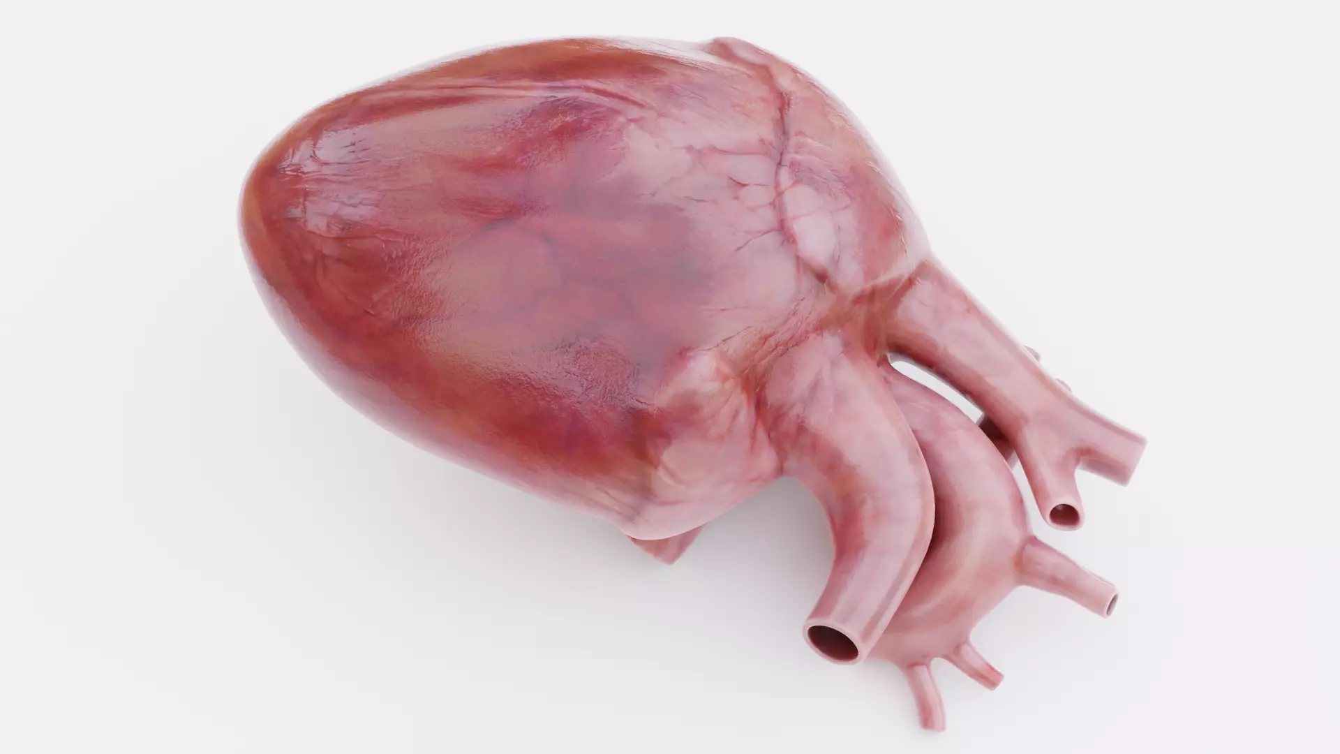 -Realistic Heart- 3D model_3
