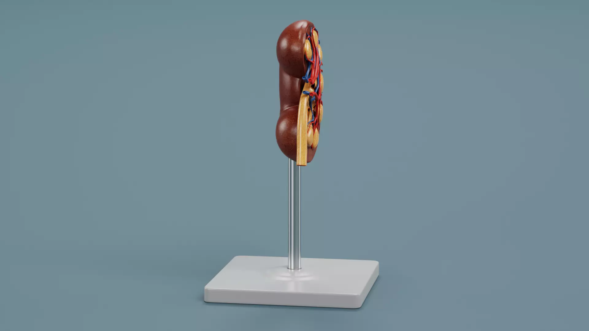 -Kidney Section Model- Low-poly 3D model_3