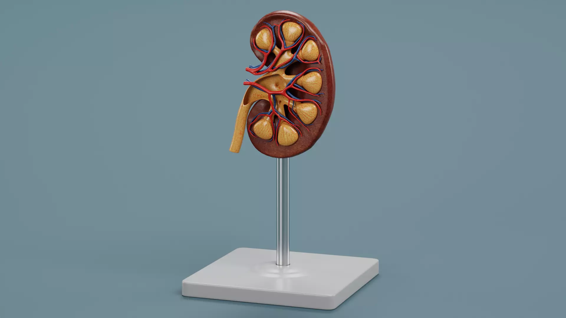 Kidney Section - Educational Anatomy Plastic Model on Stand Low-poly 3D model