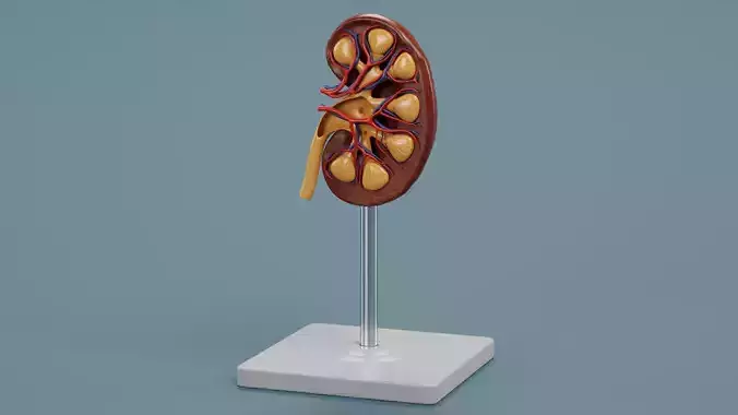Kidney Section - Educational Anatomy Plastic Model on Stand