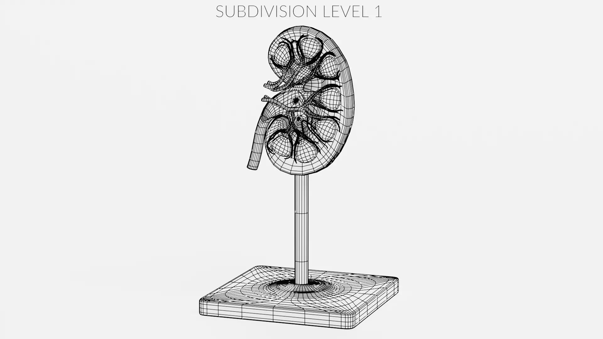 -Kidney Section Model- Low-poly 3D model_9