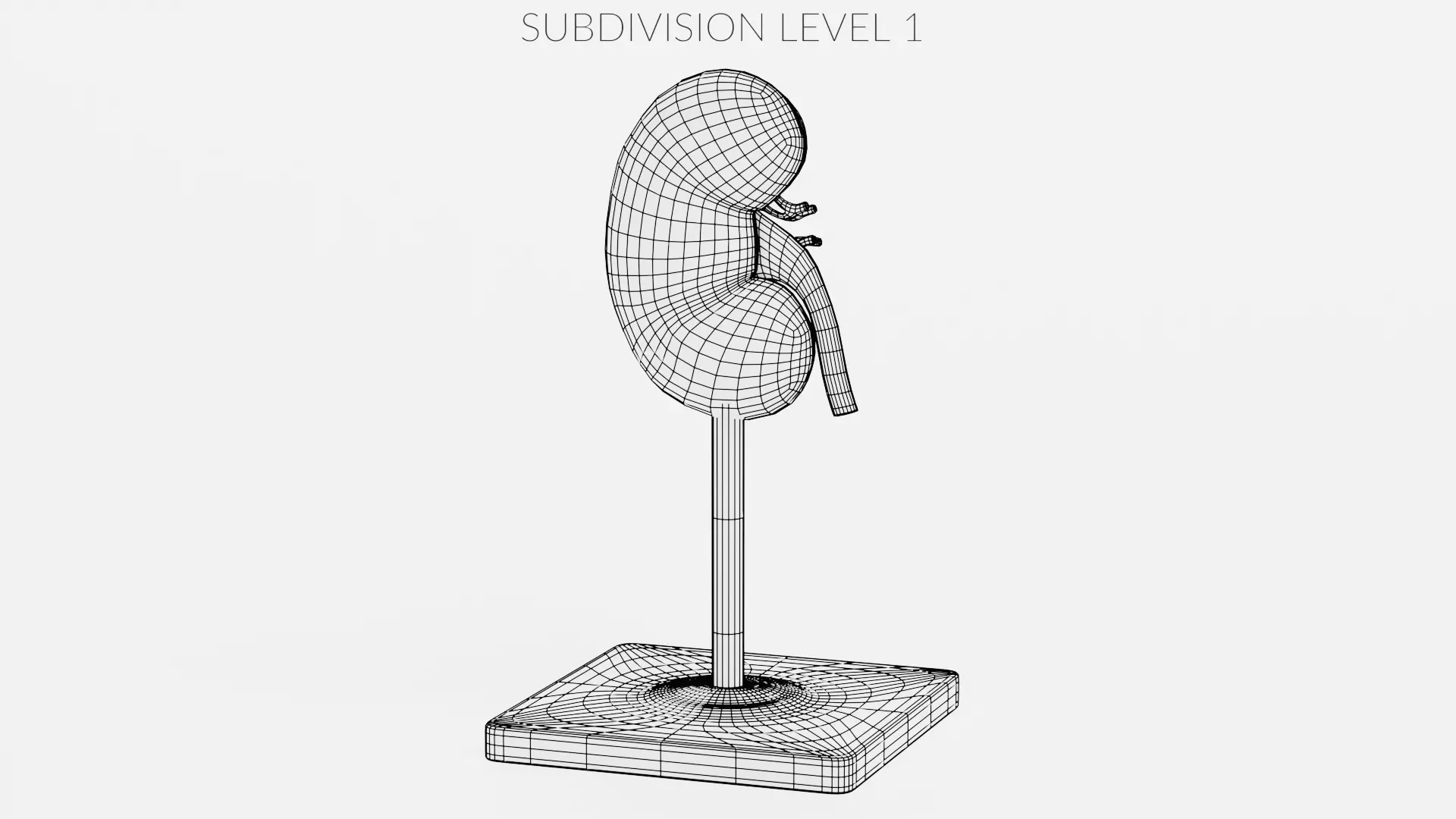 -Kidney Section Model- Low-poly 3D model_11