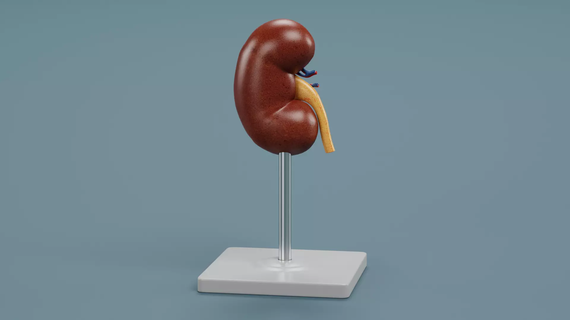 -Kidney Section Model- Low-poly 3D model_4