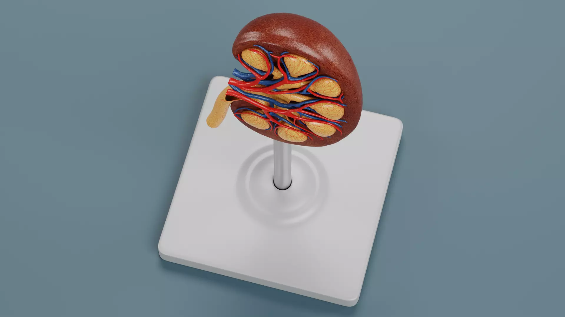 -Kidney Section Model- Low-poly 3D model_6
