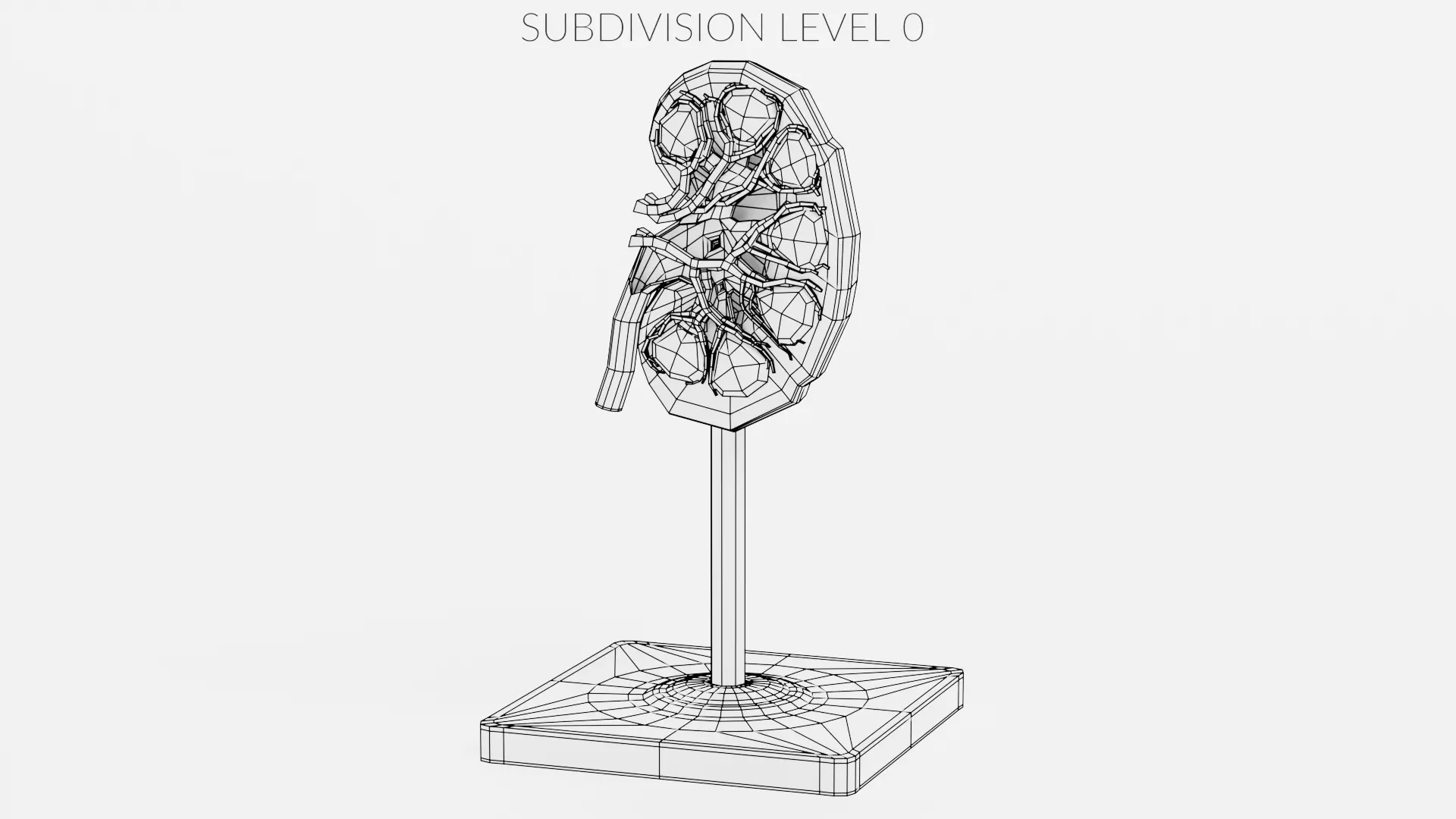 -Kidney Section Model- Low-poly 3D model_8