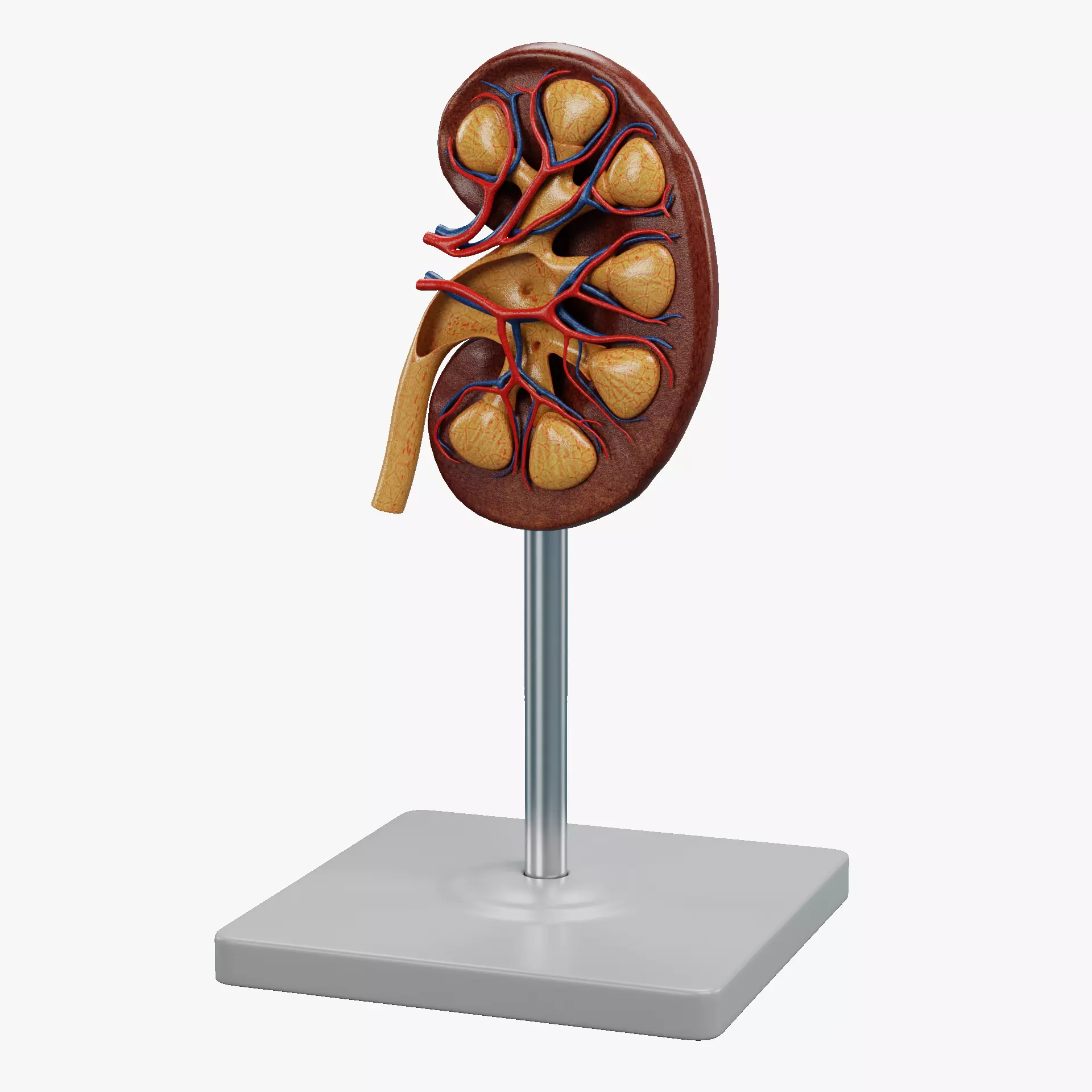 -Kidney Section Model- Low-poly 3D model_12