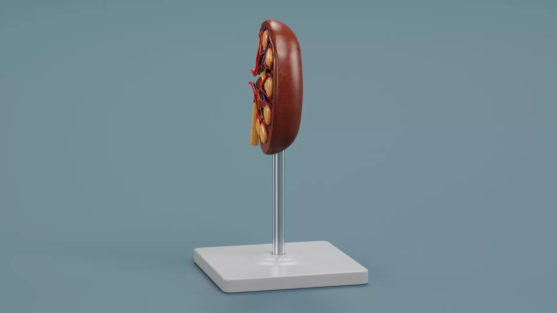 -Kidney Section Model- Low-poly 3D model_5