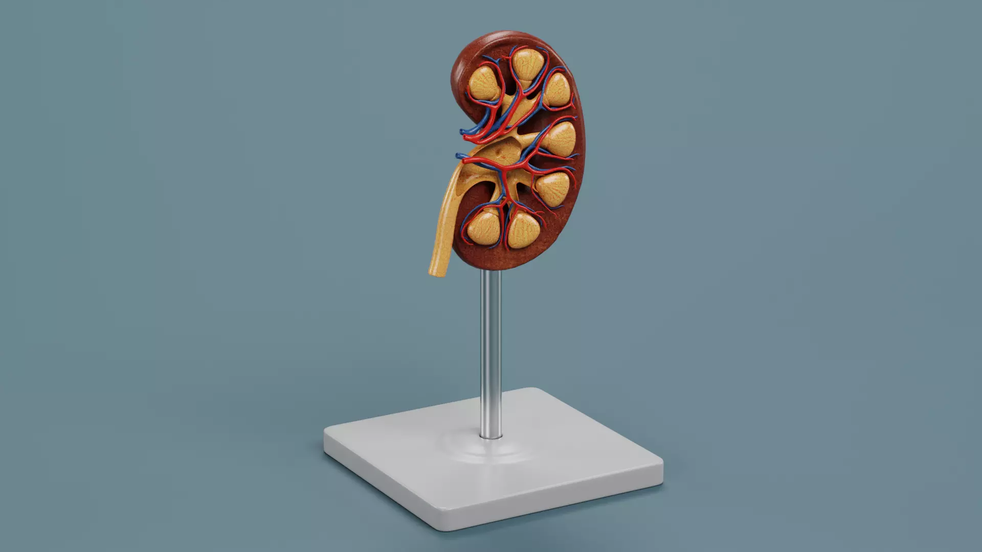 -Kidney Section Model- Low-poly 3D model_2