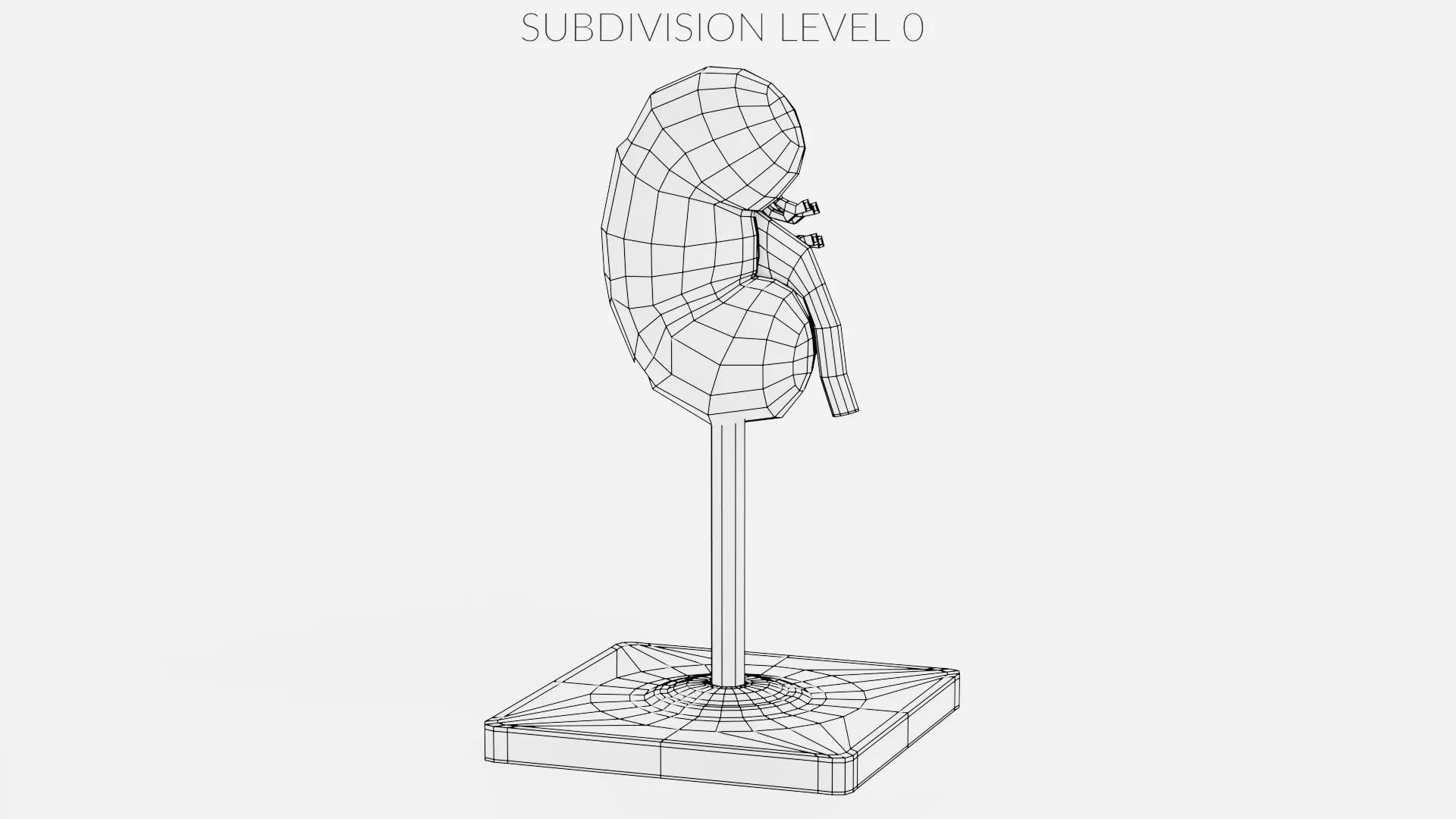 -Kidney Section Model- Low-poly 3D model_10
