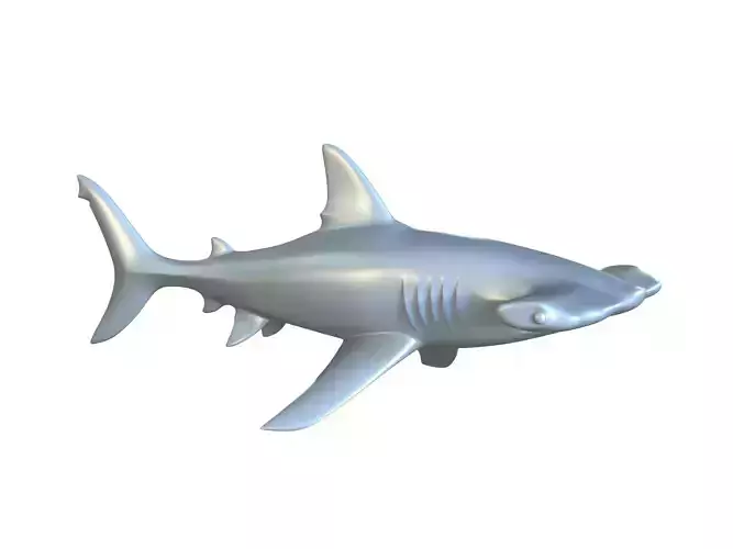 Shark Hammerhead