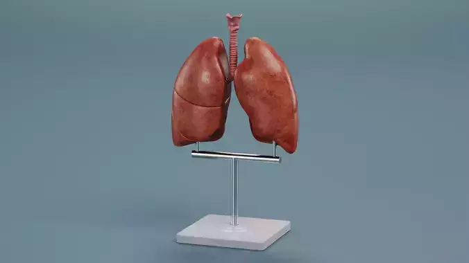 Lungs - Educational Anatomy Plastic Model on Stand