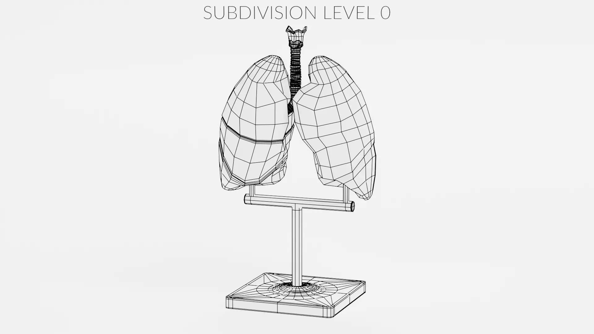 -Lungs Model- 3D model_7