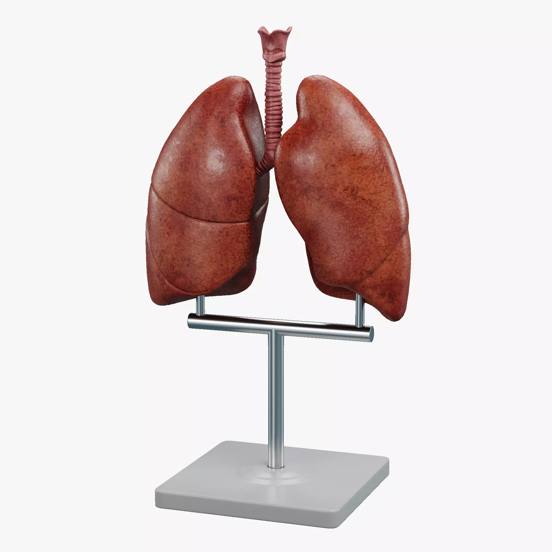 -Lungs Model- 3D model_11