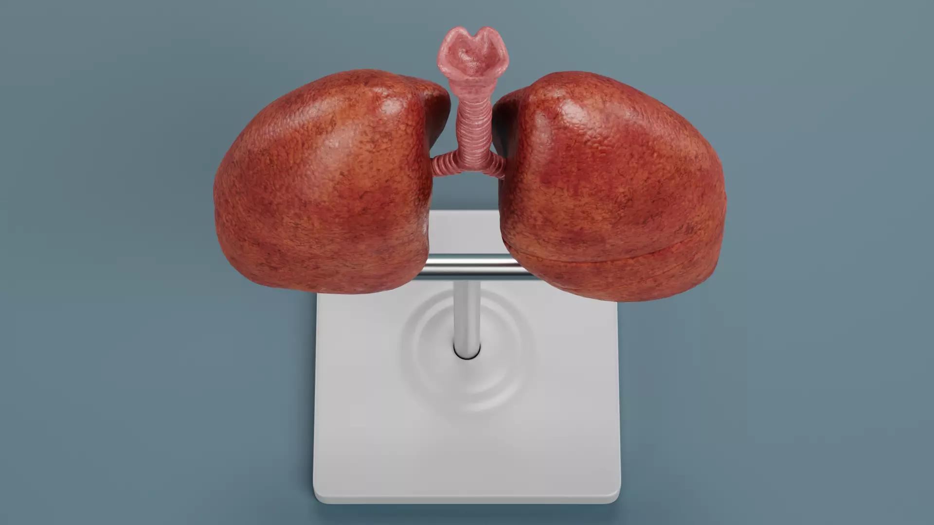 -Lungs Model- 3D model_5