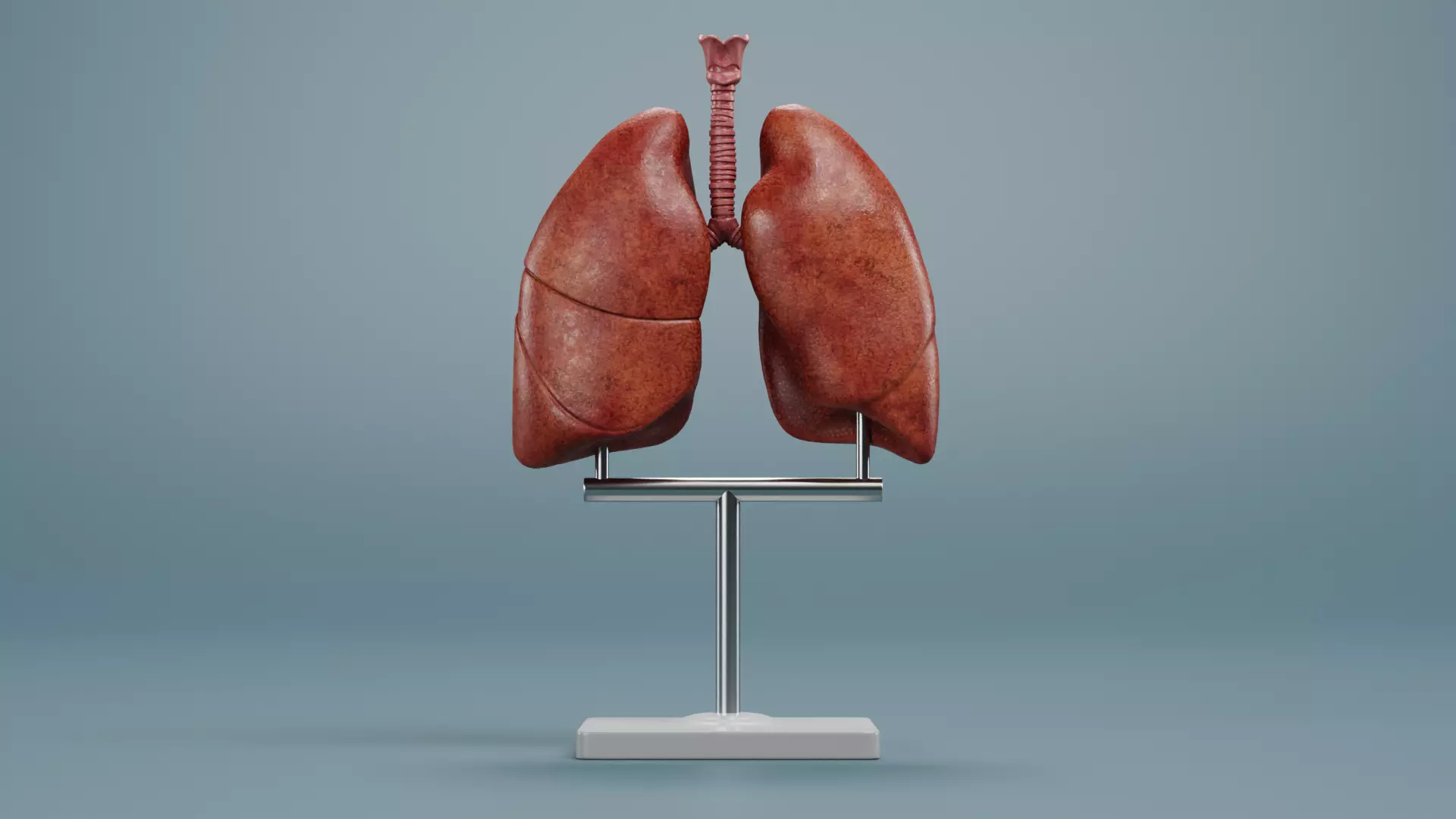 -Lungs Model- 3D model_1