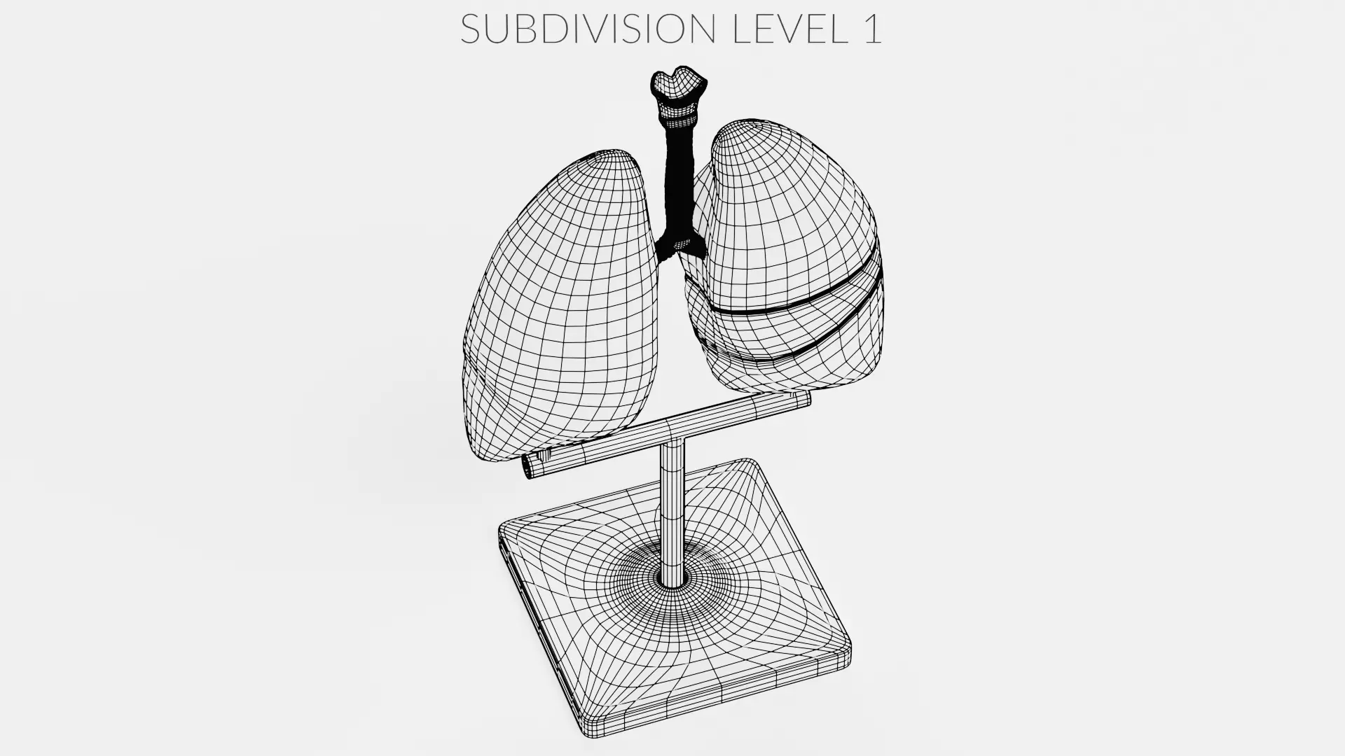 -Lungs Model- 3D model_10