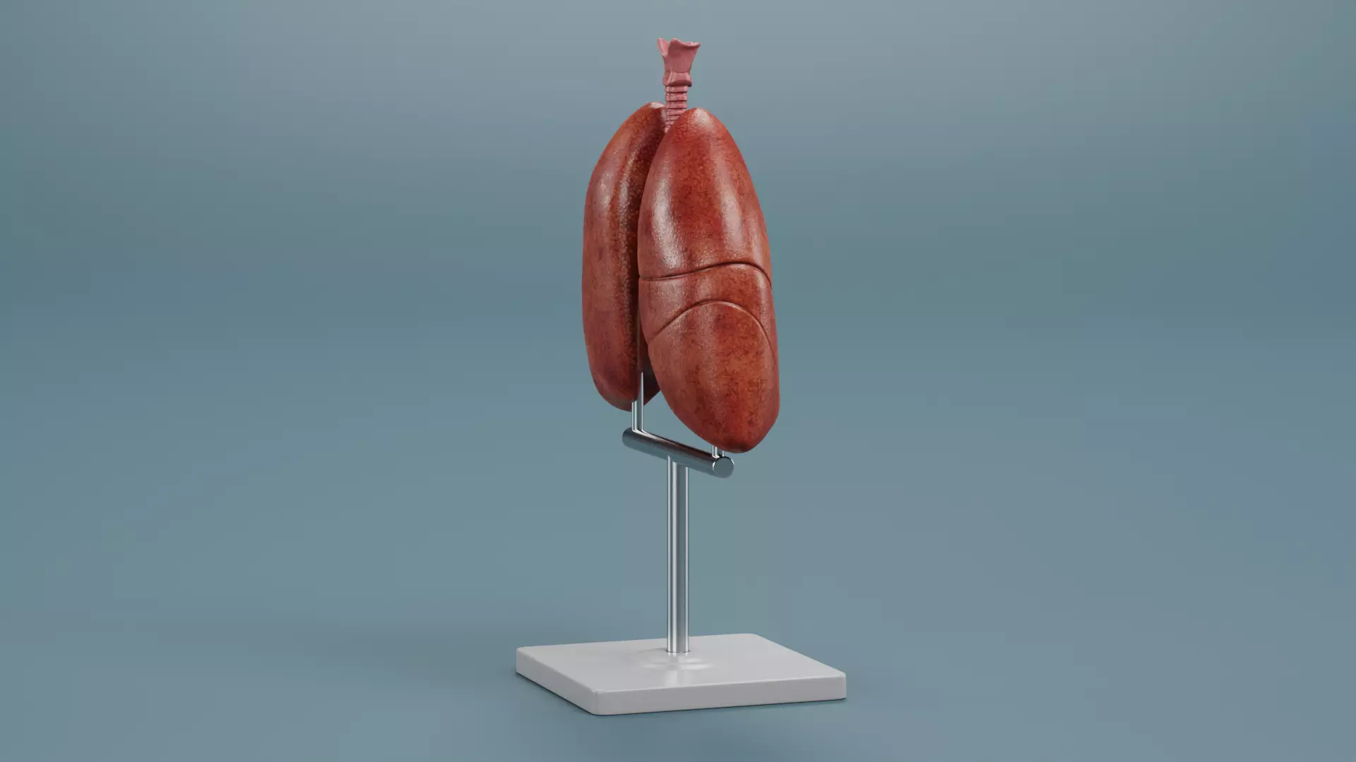 -Lungs Model- 3D model_3
