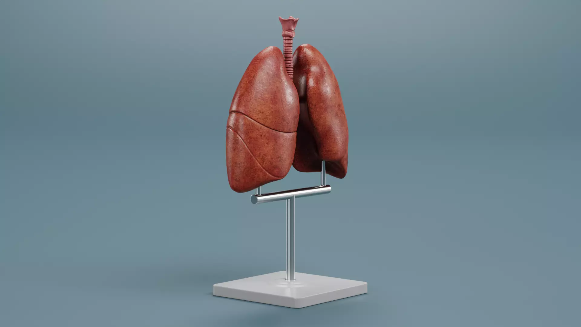 -Lungs Model- 3D model_2
