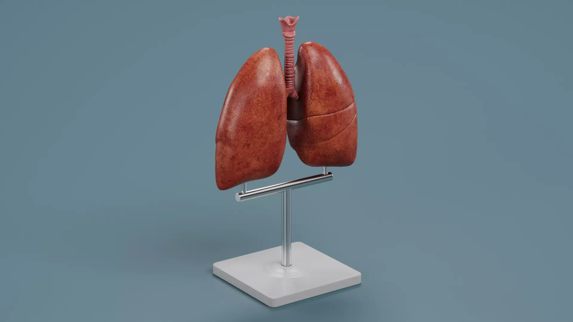 -Lungs Model- 3D model_4