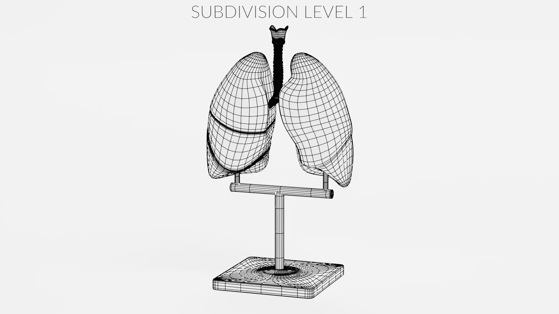 -Lungs Model- 3D model_8