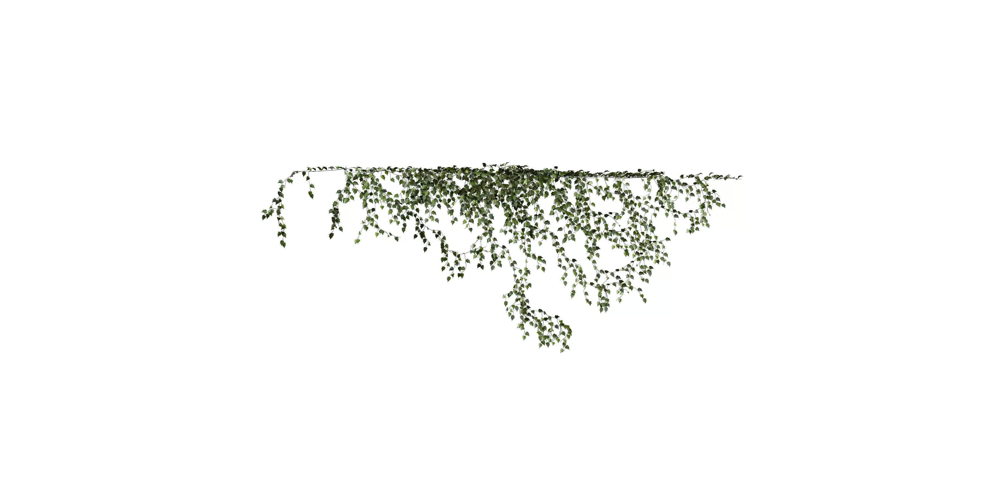 Hanging Wall Ivy 03 Free 3D model_2
