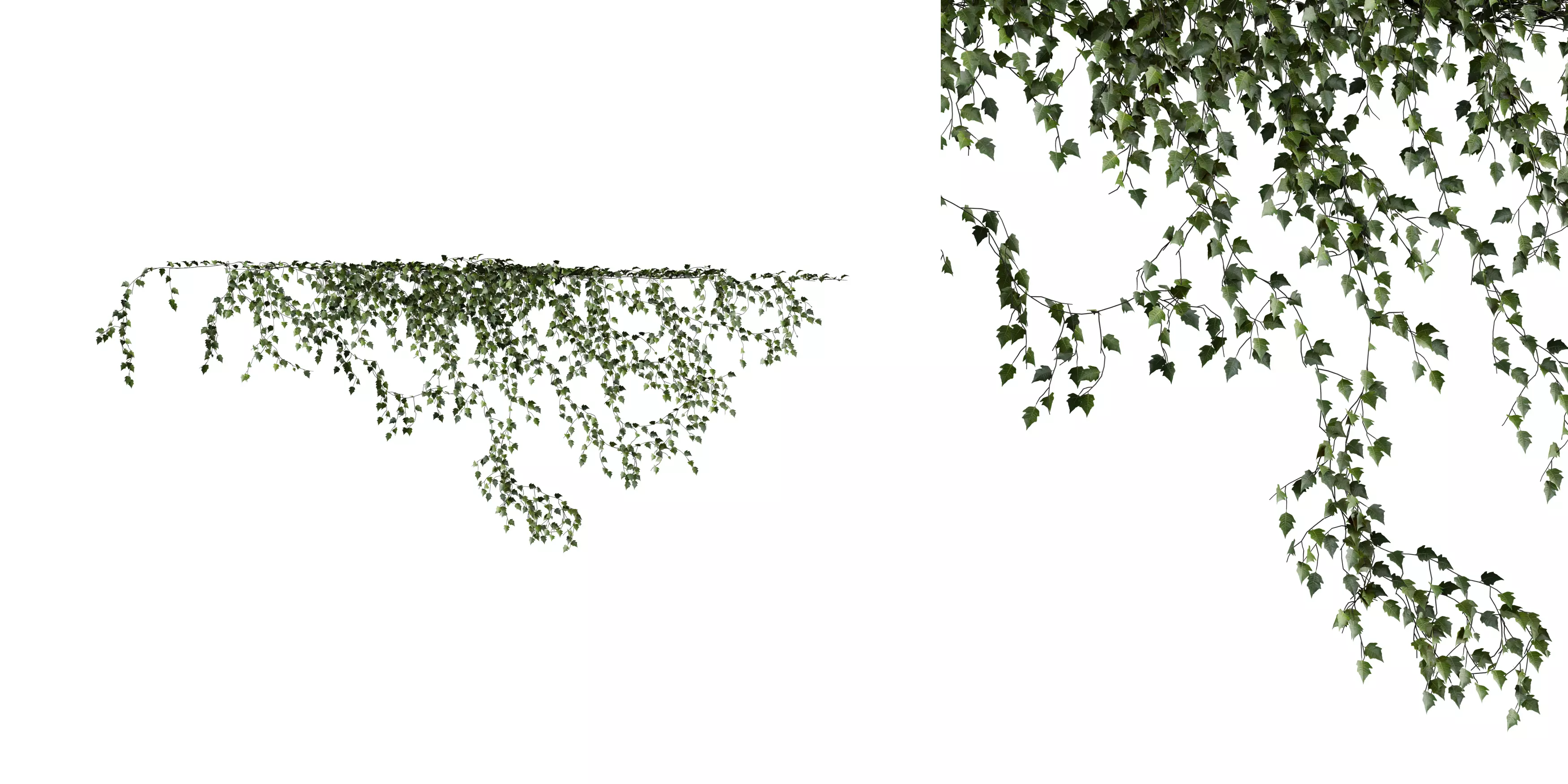 Hanging Wall Ivy 03 Free 3D model_0