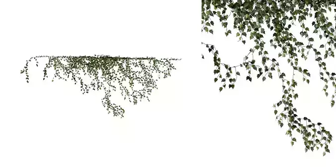 Hanging Wall Ivy 03