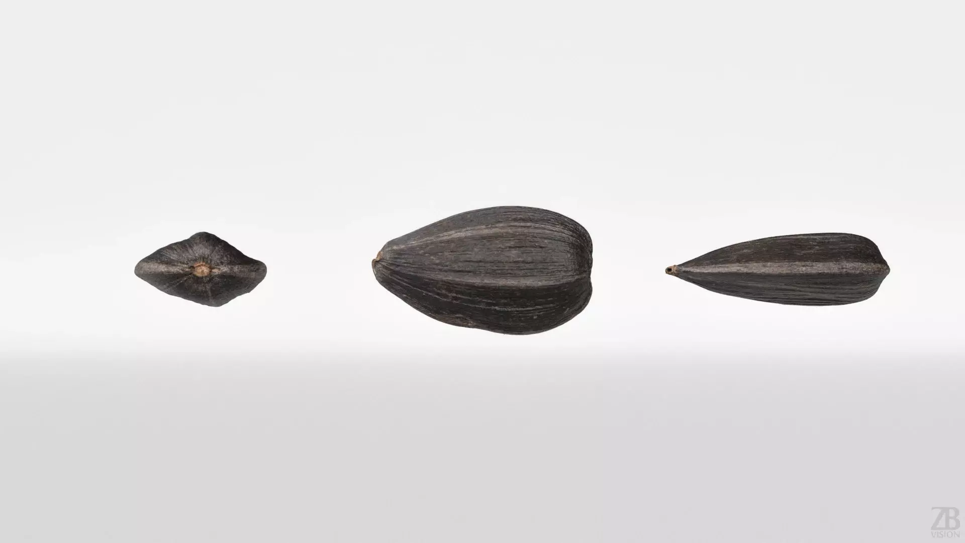 Sunflower Seed 3D model_4