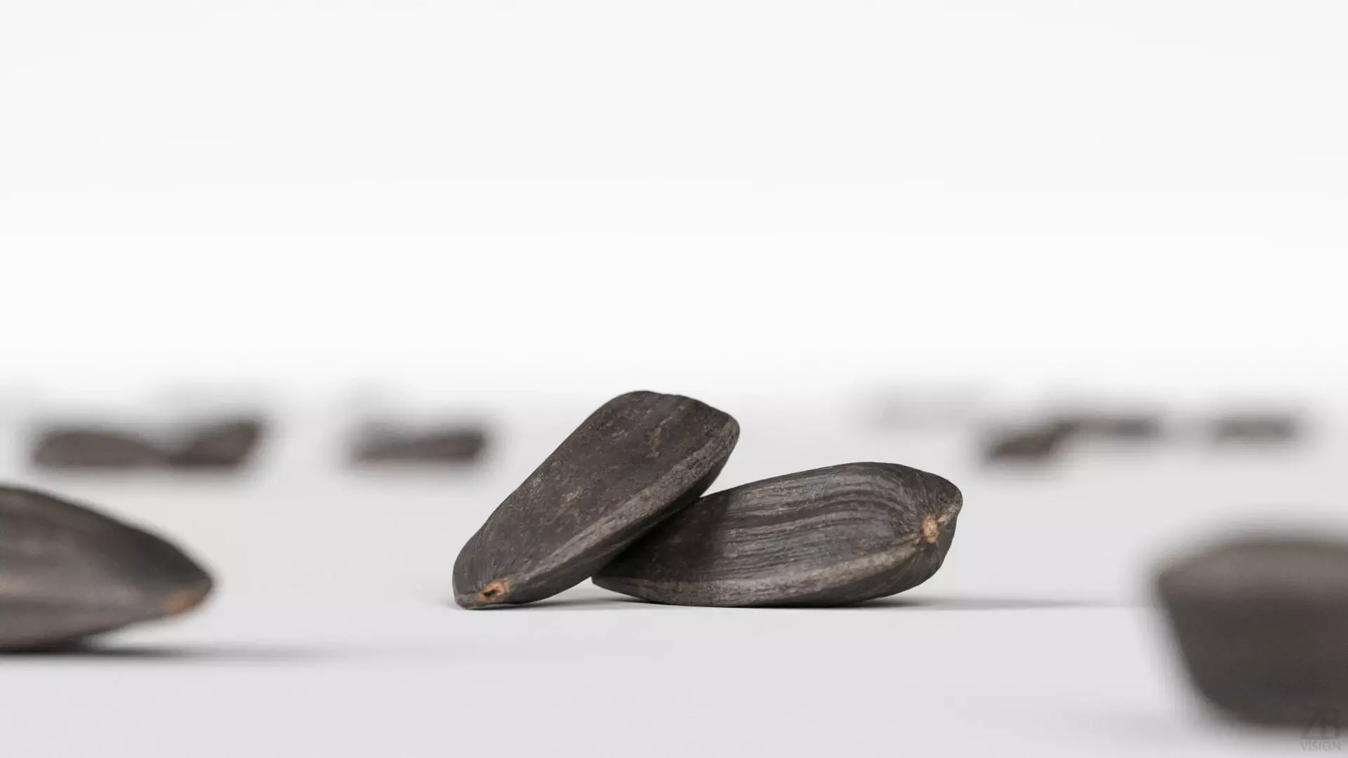 Sunflower Seed 3D model_1