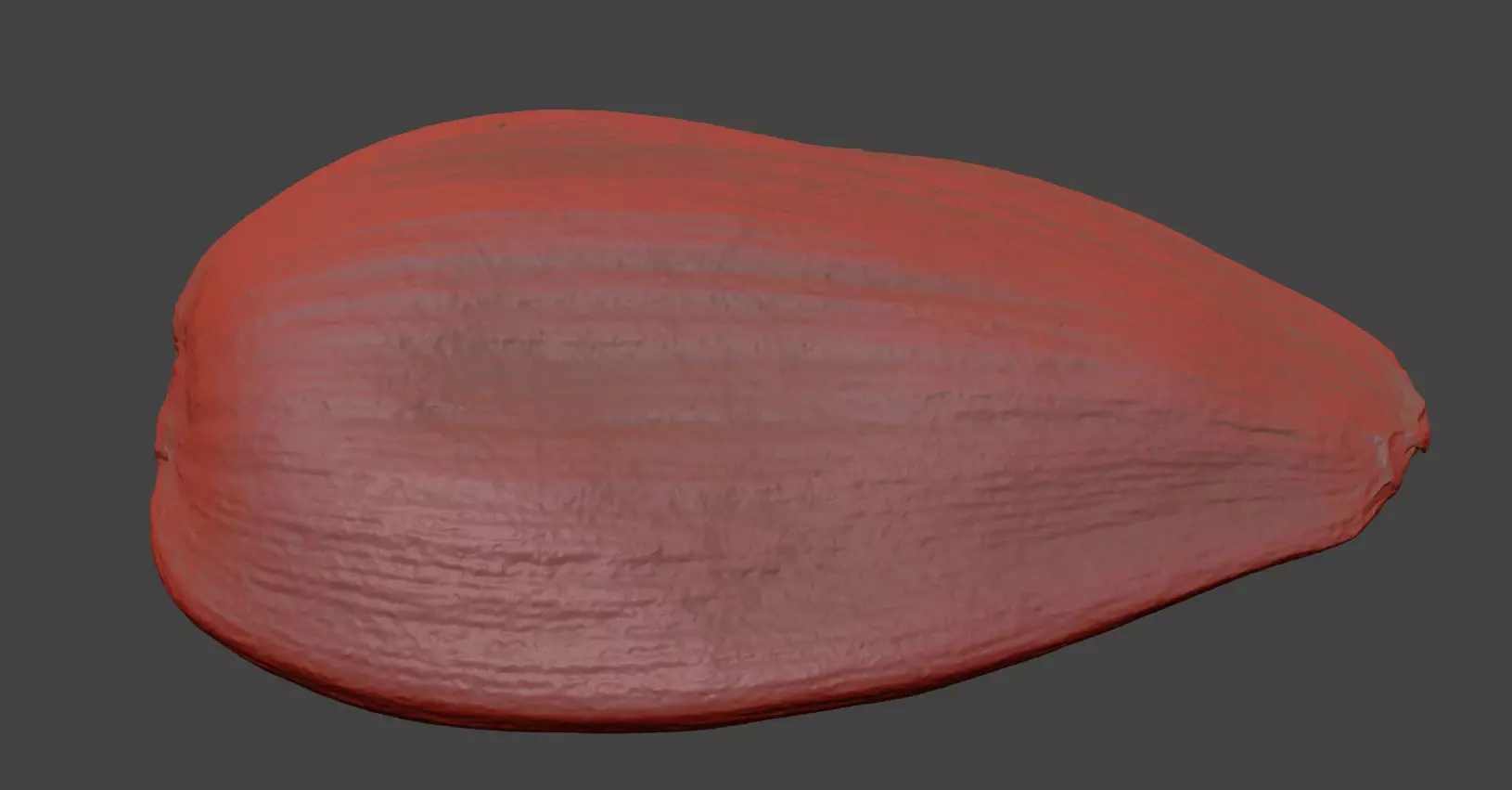 Sunflower Seed 3D model_7