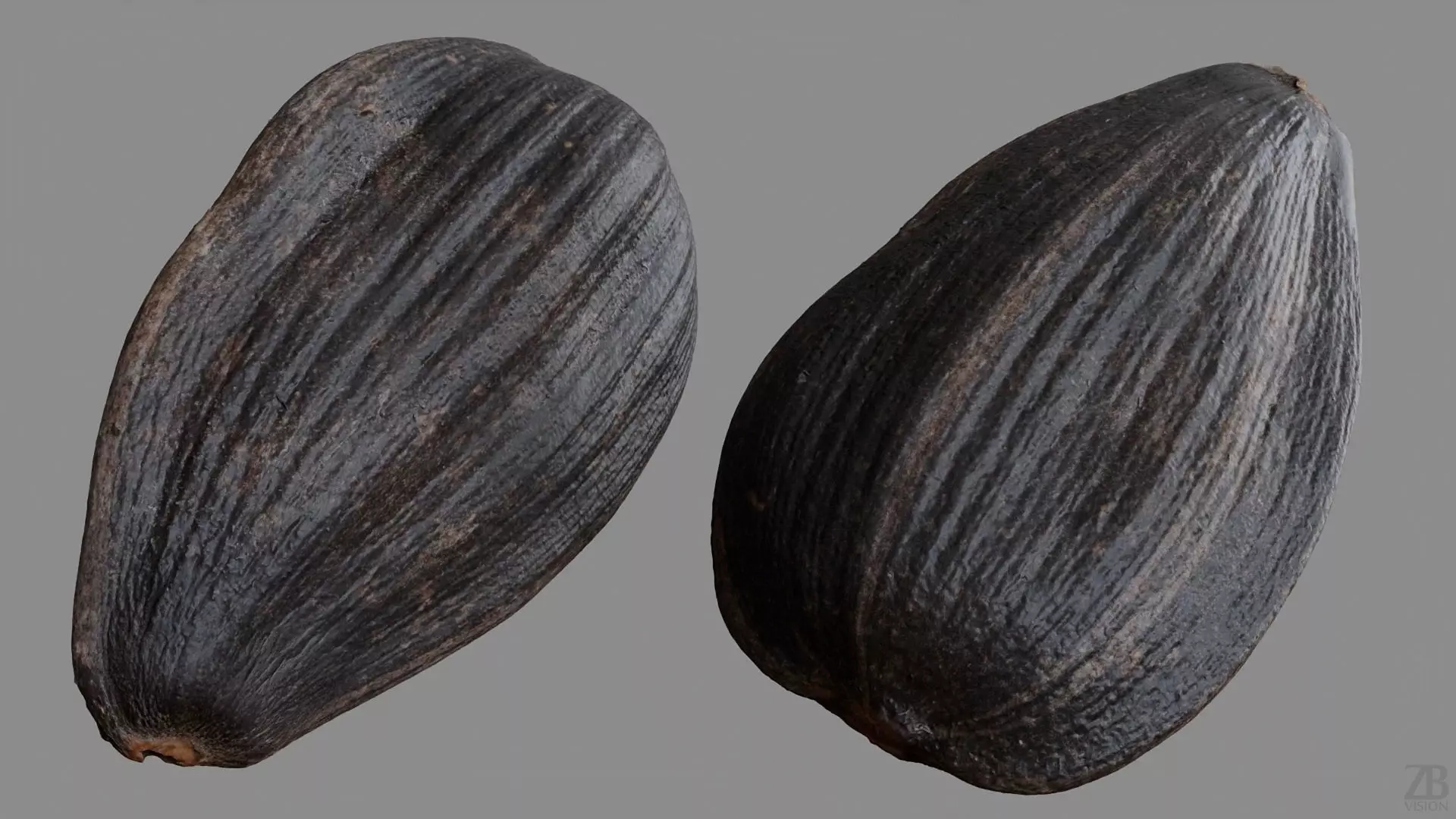 Sunflower Seed 3D model_8