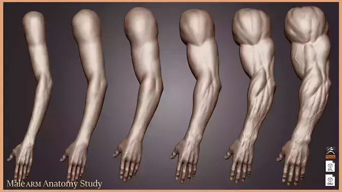 Male Arm Anatomy Study  Arm Transformation Pack