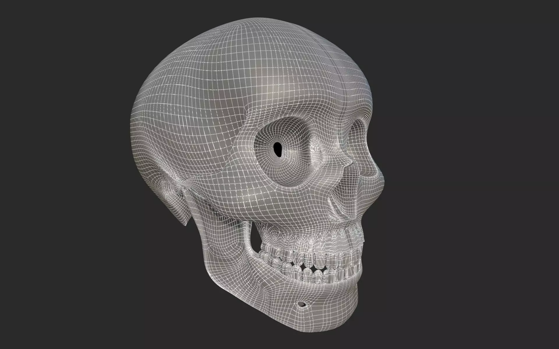 Human Skull 3D model_9