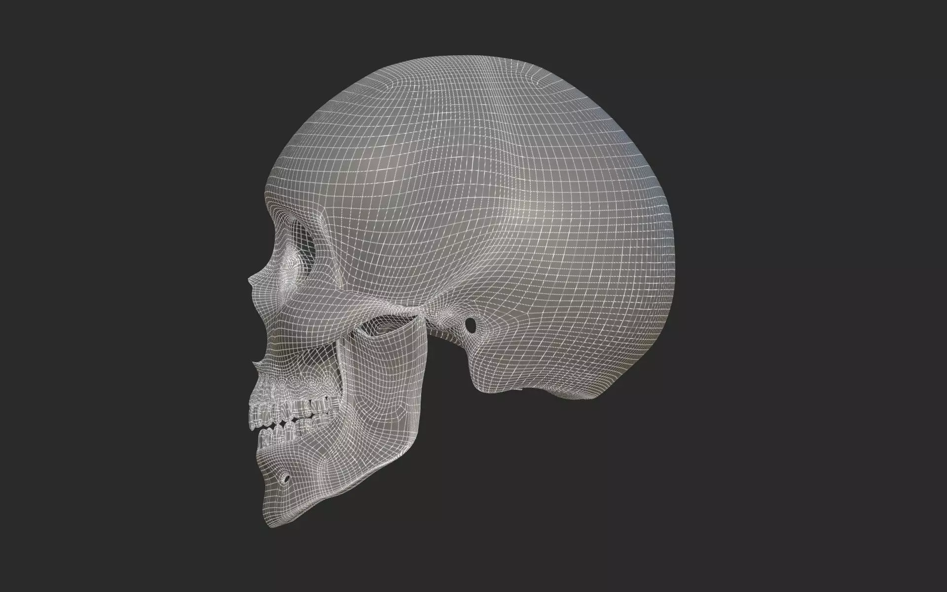 Human Skull 3D model_8