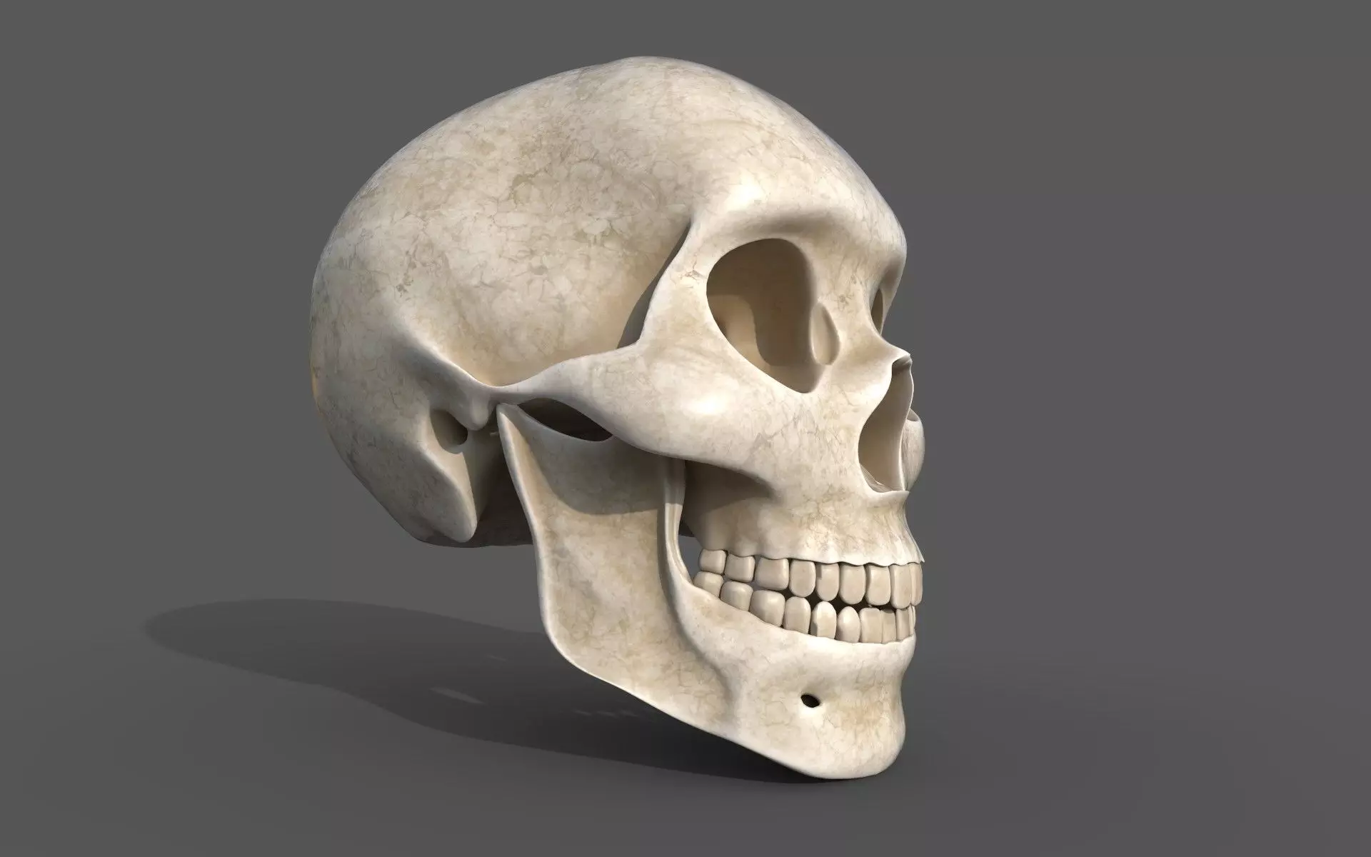 Human Skull 3D model_1