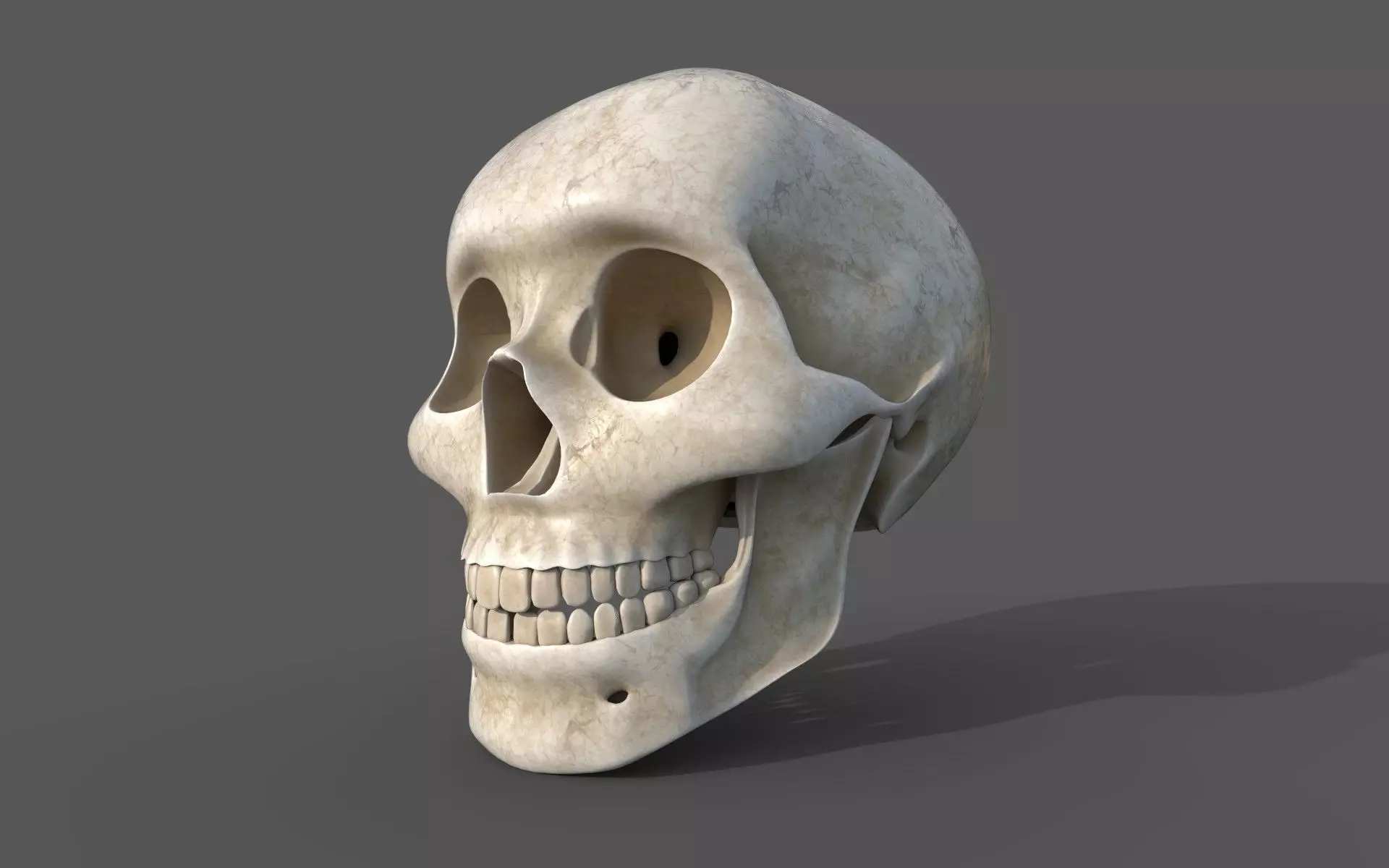Human Skull 3D model_0