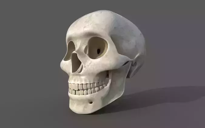 Human Skull