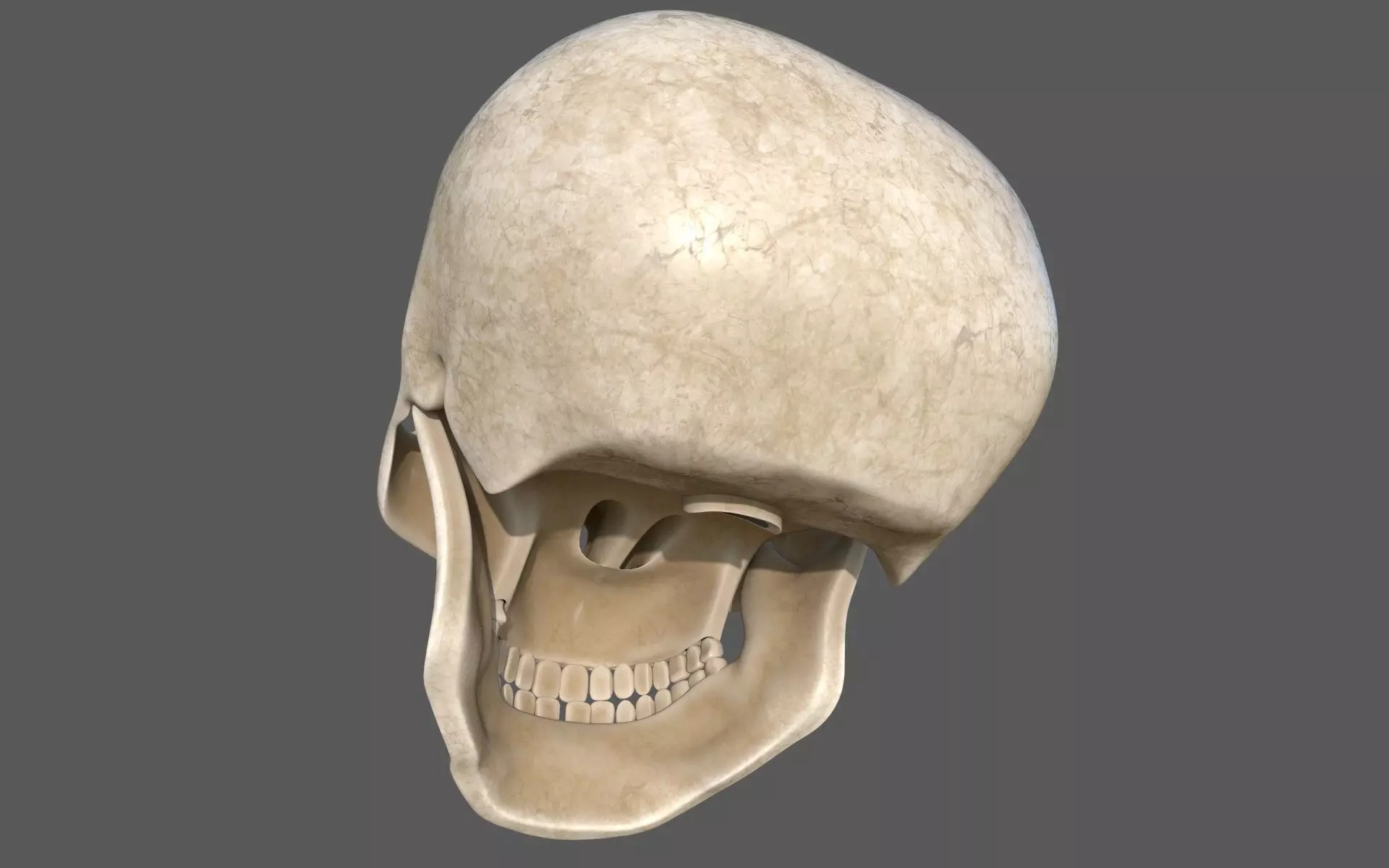 Human Skull 3D model_7