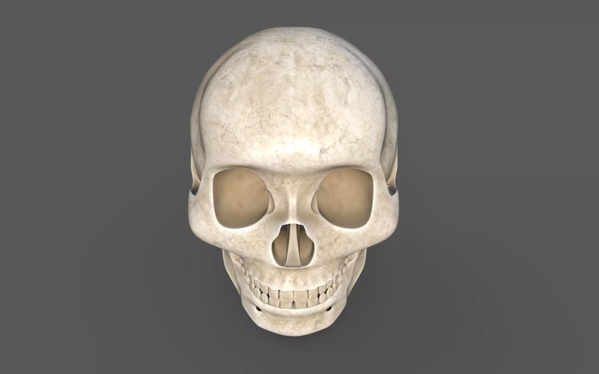 Human Skull 3D model_4