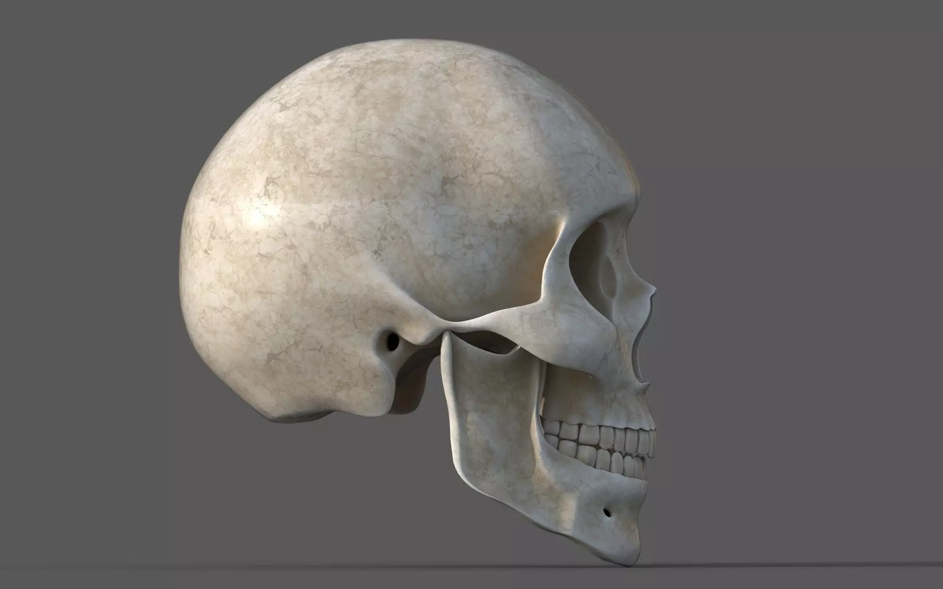 Human Skull 3D model_2