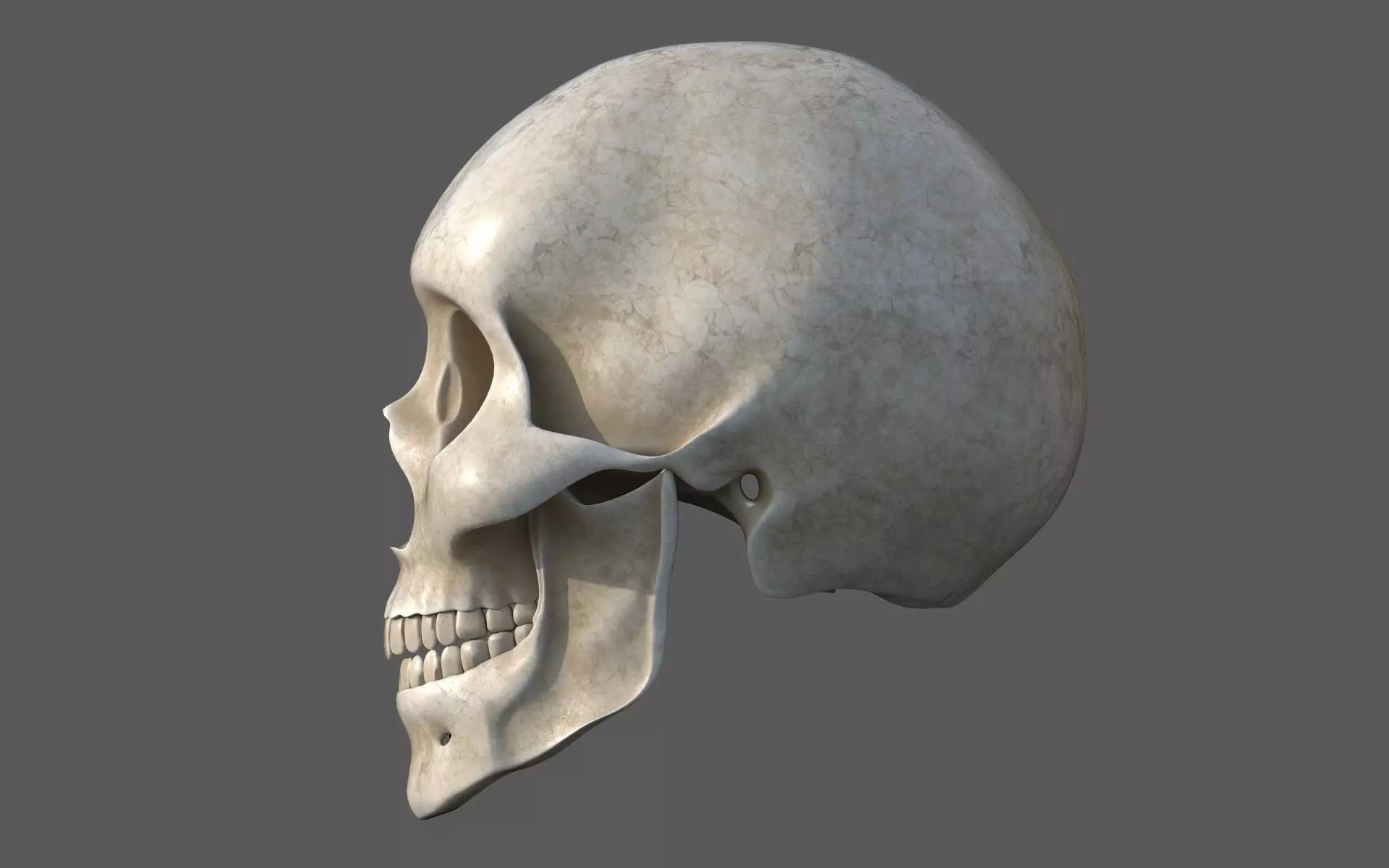 Human Skull 3D model_3